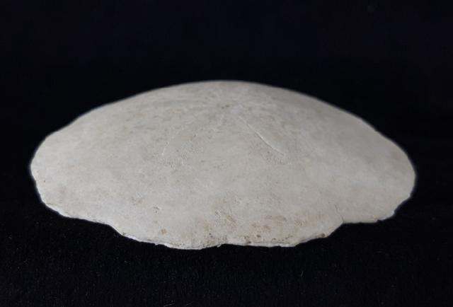 Scutella faujasi (DEFRANCE 1827) - Bild © FossNet FossilienStore